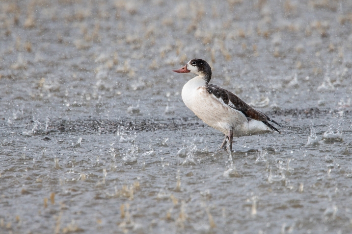 Juvenile shelduck in the rain